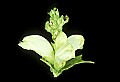 01001-00235-White Flowers-Turtlehead.jpg