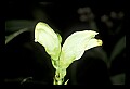 01001-00237-White Flowers.jpg