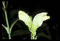 01001-00238-White Flowers-Turtlehead.jpg