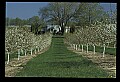 01001-00239-White Flowers-Cherry Blossoms.jpg