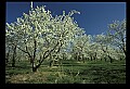 01001-00240-White Flowers-Cherry Blossoms.jpg