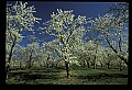 01001-00243-White Flowers-Cherry Blossoms.jpg