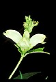 01001-00248-White Flowers-Turtlehead.jpg