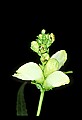 01001-00249-White Flowers-Turtlehead.jpg