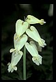 01001-00250-White Flowers-Squirrel Corn.jpg