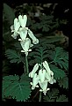 01001-00252-White Flowers-Squirrel Corn.jpg