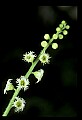 01001-00257-White Flowers-Mitrewort or Bishop's Cap.jpg
