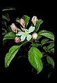 01001-00258-White Flowers-Apple Blossom.jpg