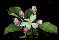 01001-00259-White Flowers-Apple Blossom.jpg
