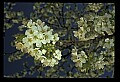 01001-00262-White Flowers-Cherry Blossom.jpg