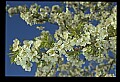 01001-00266-White Flowers-Cherry Blossom.jpg