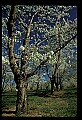 01001-00267-White Flowers-Cherry Blossom.jpg