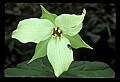 01001-00269-White Flowers-White Trillium.jpg