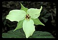01001-00270-White Flowers-White Trillium.jpg