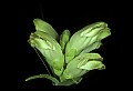 01001-00271-White Flowers-Turtlehead.jpg