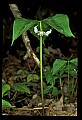 01001-00273-White Flowers-Nodding Trillium.jpg