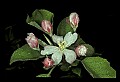 01001-00277-White Flowers-Apple Blossoms.jpg