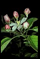 01001-00278-White Flowers-Apple Blossoms.jpg