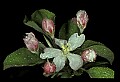 01001-00285-White Flowers-Apple Blossoms.jpg