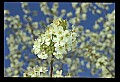 01001-00288-White Flowers-Cherry Blossoms.jpg