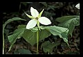 01001-00294-White Flowers-White Trillium.jpg