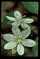 01001-00296-White Flowers-Spring Beauty.jpg