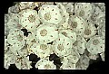 01001-00300-White Flowers-Mountain Laurel.jpg