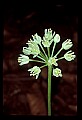 01001-00303-White Flowers-Ramps or Wild Leek.jpg