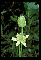 01001-00304-White Flowers-Thimbleweed.jpg
