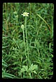 01001-00305-White Flowers-Thimbleweed.jpg