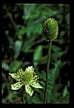 01001-00306-White Flowers-Thimbleweed.jpg