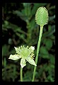 01001-00308-White Flowers-Thimbleweed.jpg