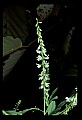 01001-00309-White Flowers-Sweet Clover.jpg
