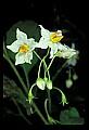01001-00310-White Flowers-Horse Nettle.jpg