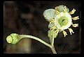 01001-00312-White Flowers-Spotted Wintergreen.jpg