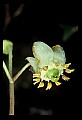 01001-00313-White Flowers-Spotted Wintergreen.jpg
