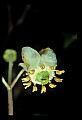 01001-00314-White Flowers-Spotted Wintergreen.jpg