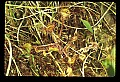 01001-00315-White Flowers-Round-leaved Sundew.jpg