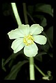 01001-00316-White Flowers-Mayapple.jpg