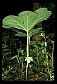 01001-00318-White Flowers-Mayapple.jpg