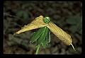 01001-00319-White Flowers-Mayapple.jpg