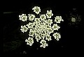 01001-00321-White Flowers-Wild Carrot or Queen Anne's Lace.jpg