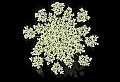 01001-00322-White Flowers-Wild Carrot or Queen Anne's Lace.jpg