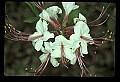 01001-00323-White Flowers-Smooth Azalea.jpg