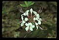 01001-00324-White Flowers-Smooth Azalea.jpg