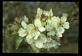 01001-00325-White Flowers.jpg