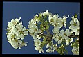 01001-00326-White Flowers.jpg