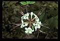 01001-00327-White Flowers-Smooth Azalea.jpg