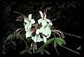01001-00328-White Flowers-Smooth Azalea.jpg