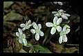 01001-00329-White Flowers-Spring Beauty.jpg